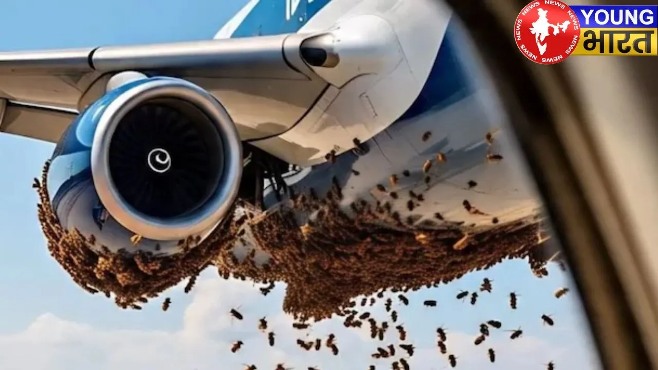 indigo flight madhumakkhi