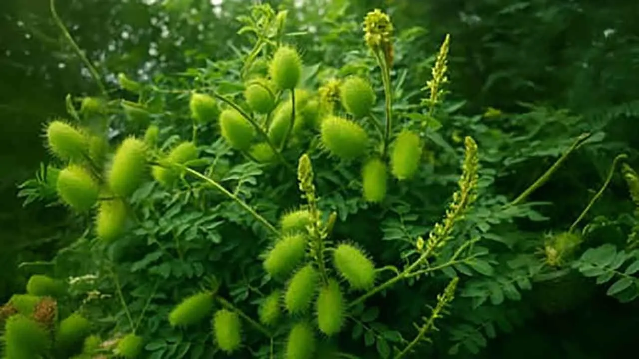 FeverNut