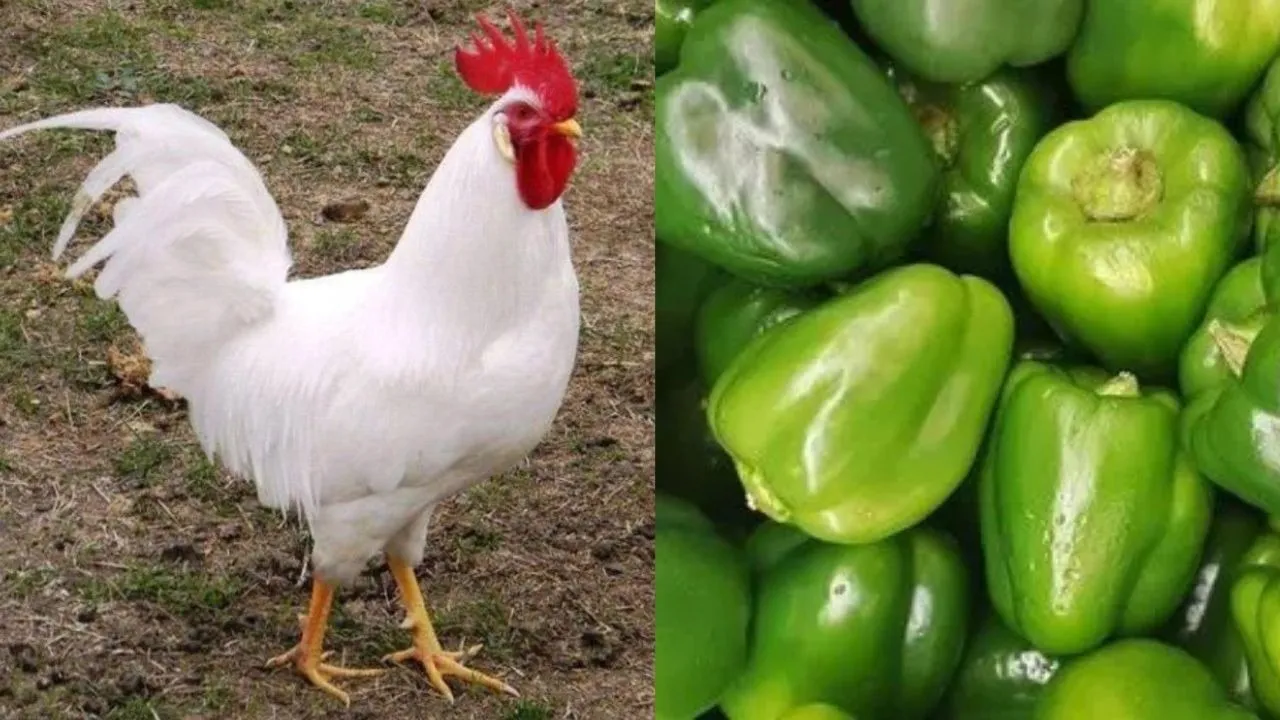 Capsicum expensive than chicken
