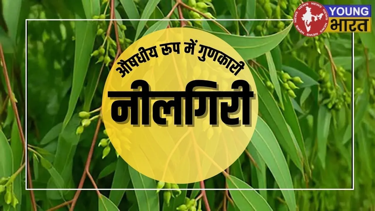 Neelgiri