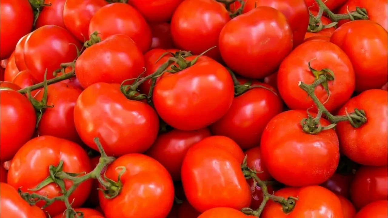 tomatoes