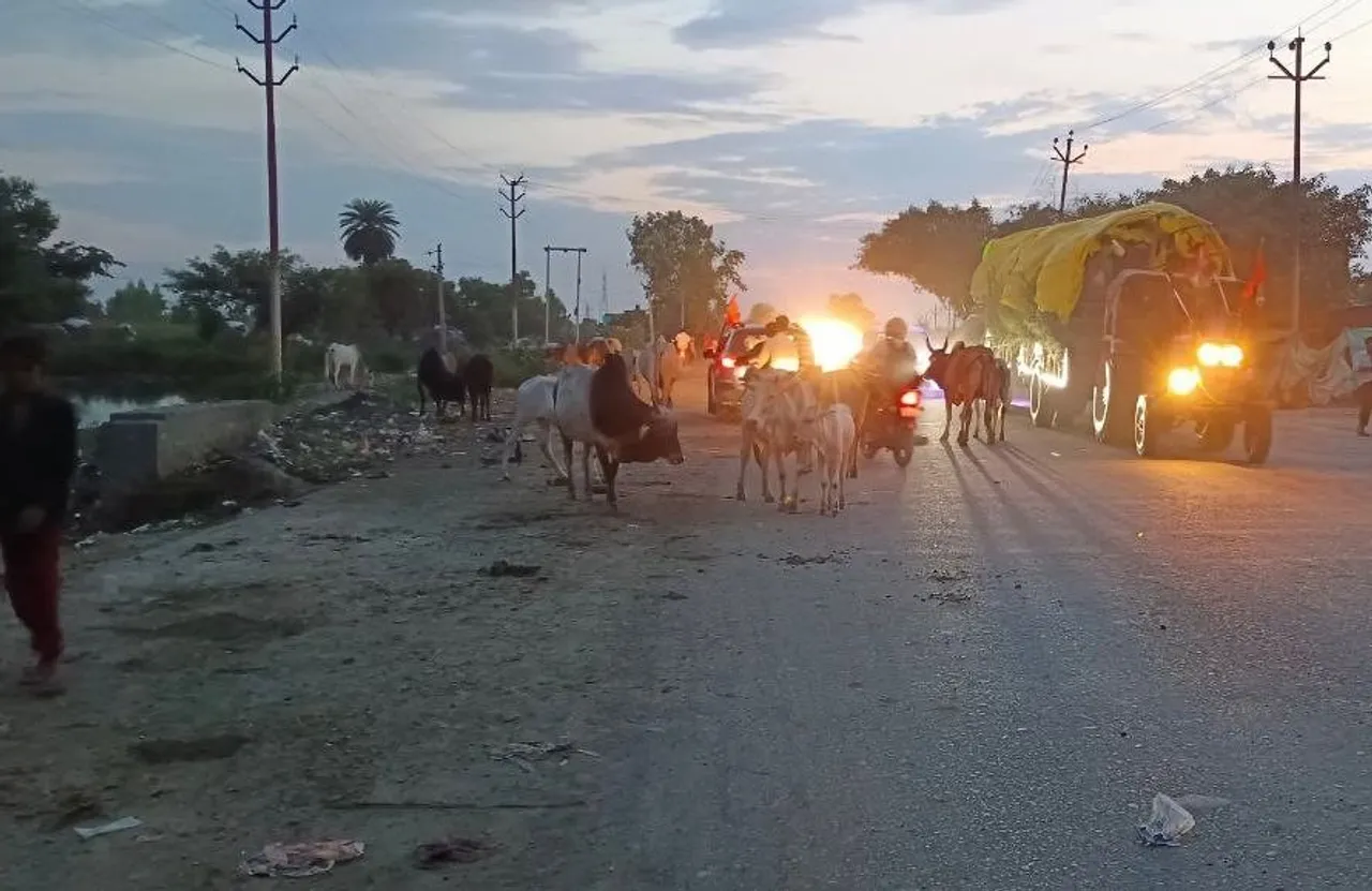 सड़कों पर घूमते आवारा गौवंश