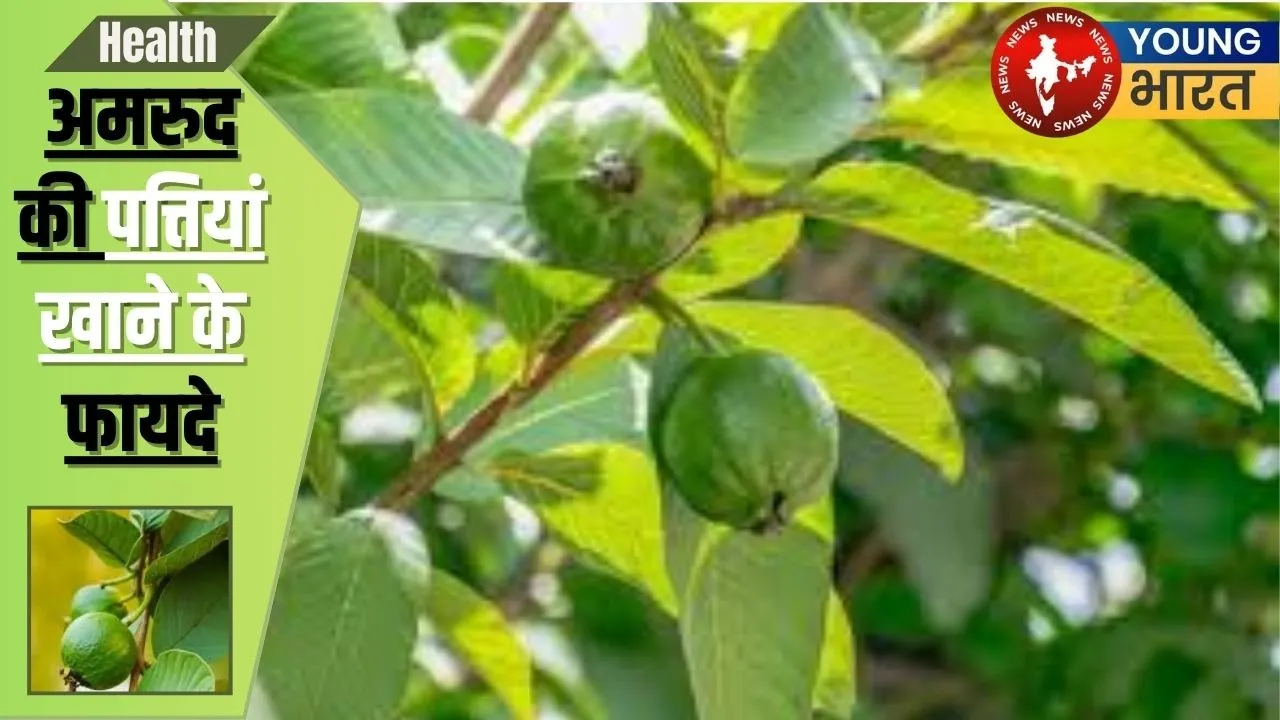 Guava leaves