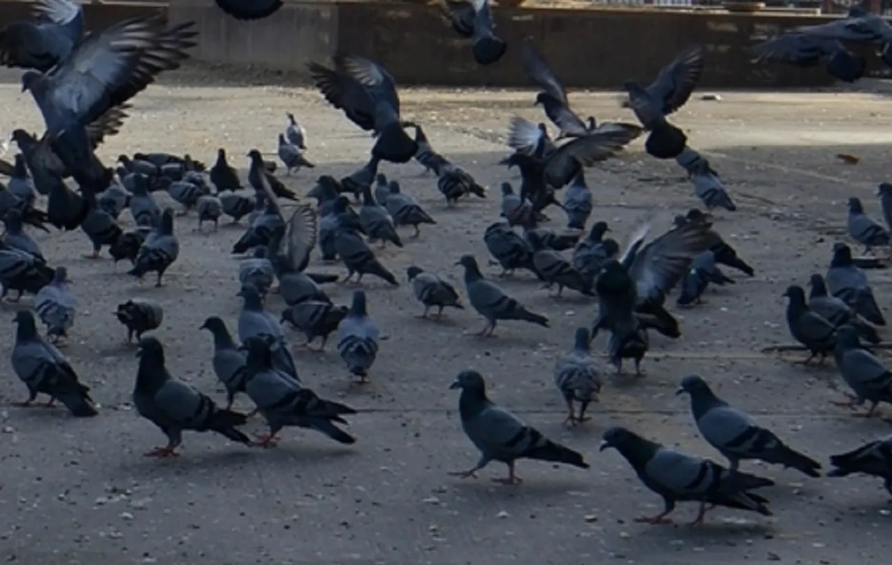 pigeon Fir
