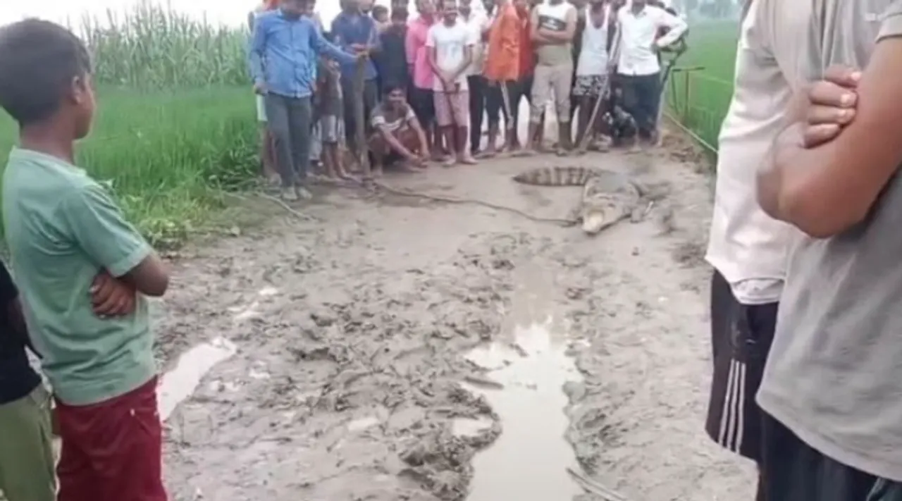 ग्रामीणों ने पकड़ा मगरमच्छ