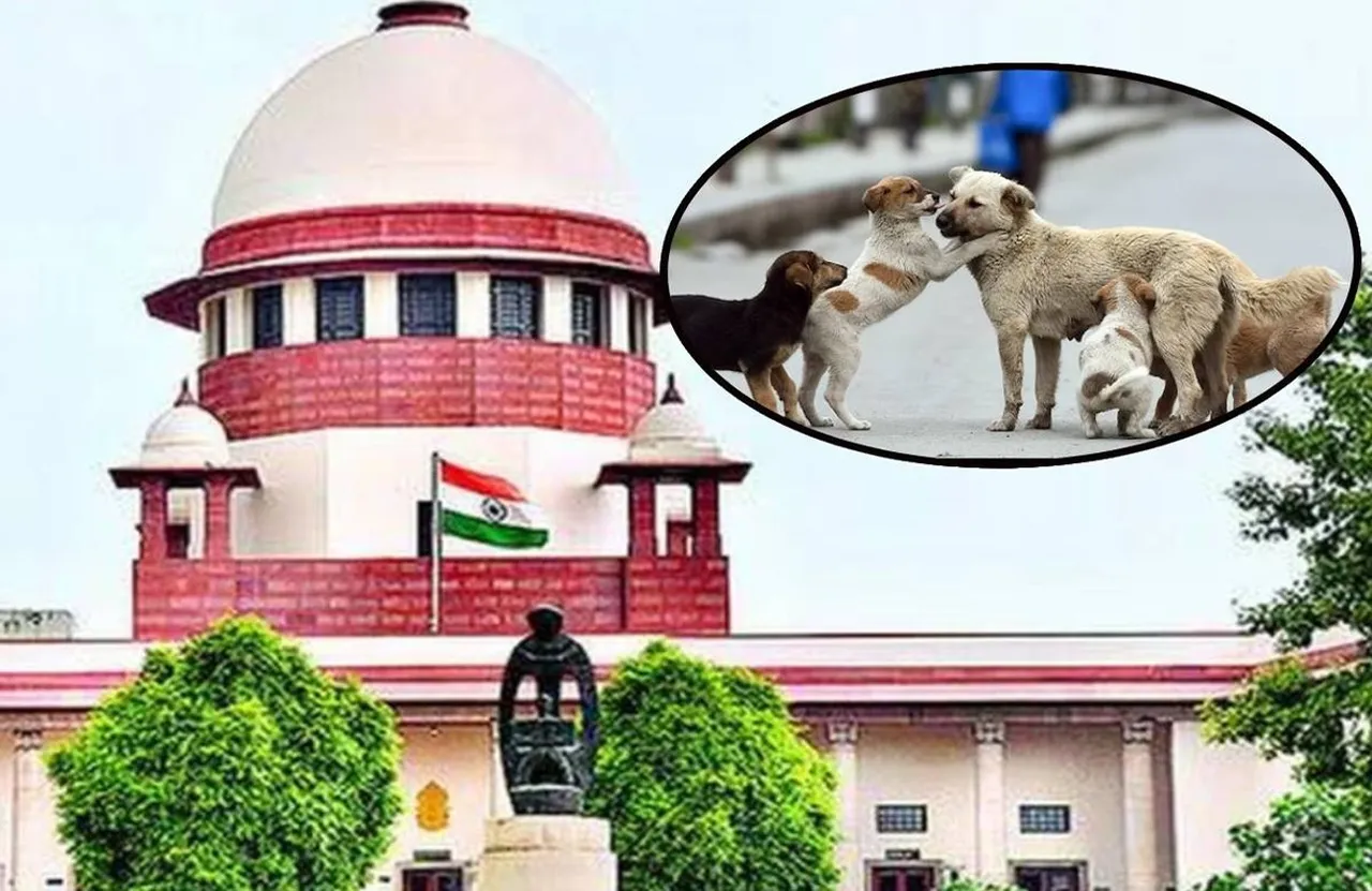 सुप्रीम कोर्ट का बड़ा फैसला — क्या सड़क से गायब होंगे स्ट्रीट डॉग्स? | यंग भारत न्यूज