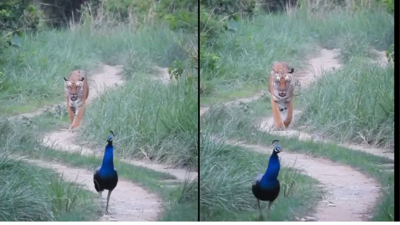 tiger and peacock viral video