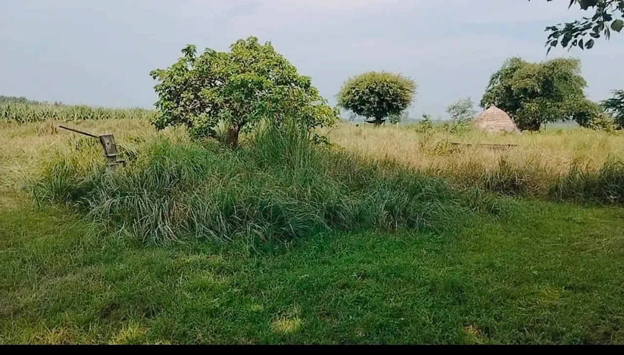दिउरिया गांव स्थित पूर्वी कब्रिस्तान की तस्वीर, जहां किया गया पौधारोपण व झाडियों की सफाई का दावा