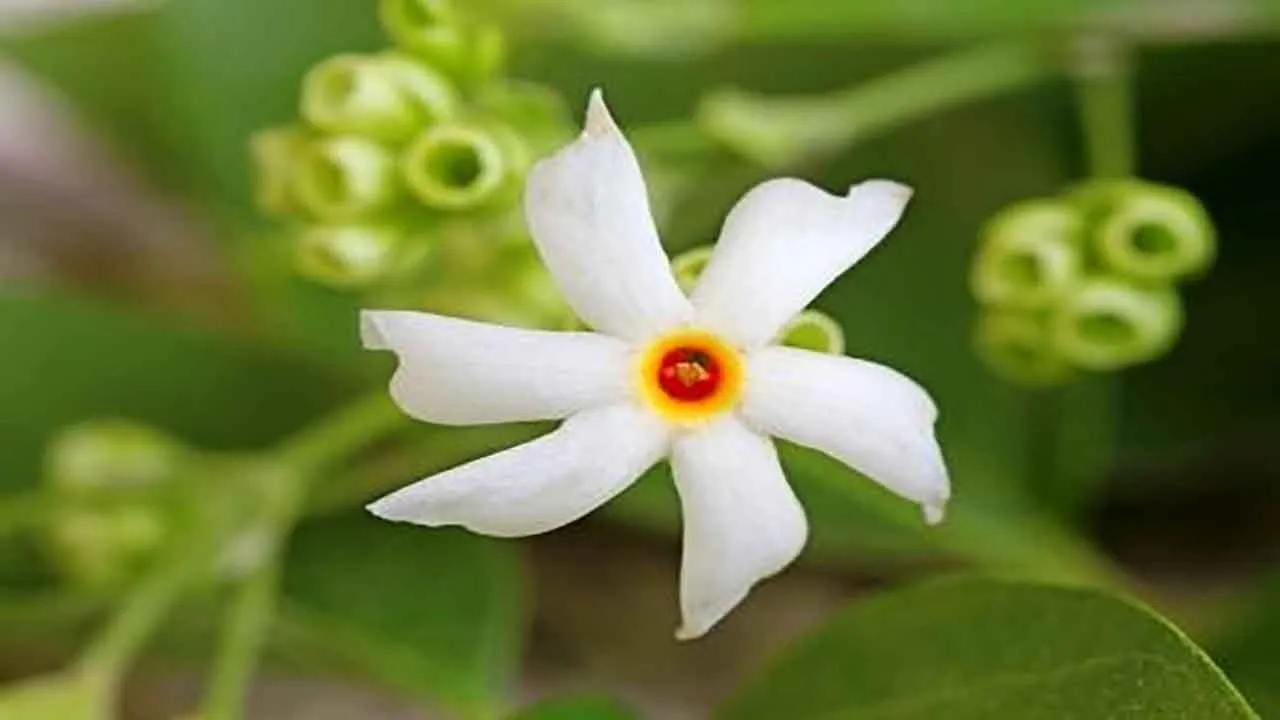 Harsingar
