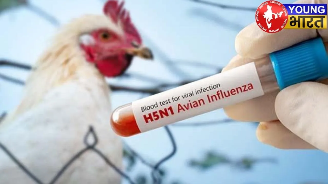 bird-flu Simbolic Image