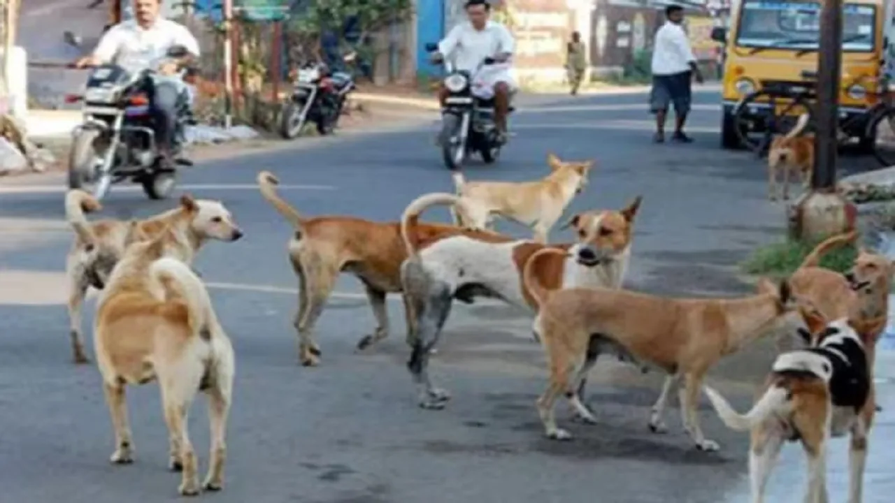 Stray Dogs Problem