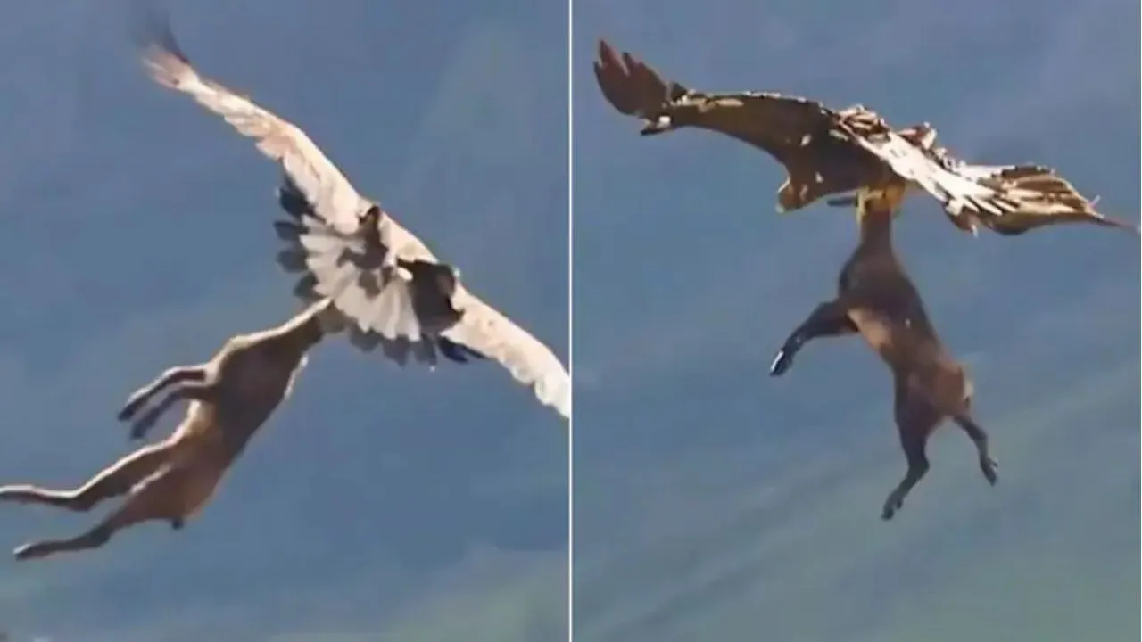 viral video  (3)