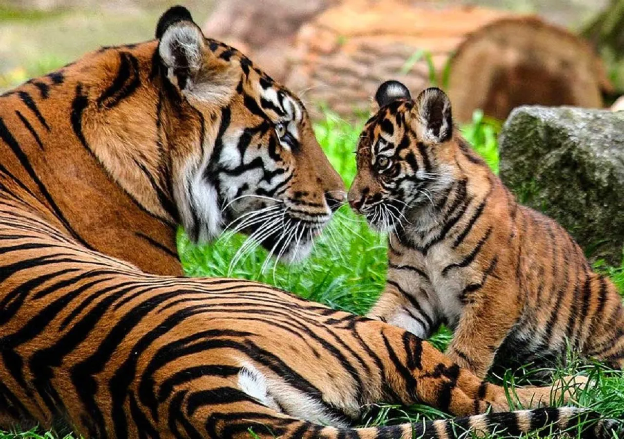 DElhi Zoo tiger cub death