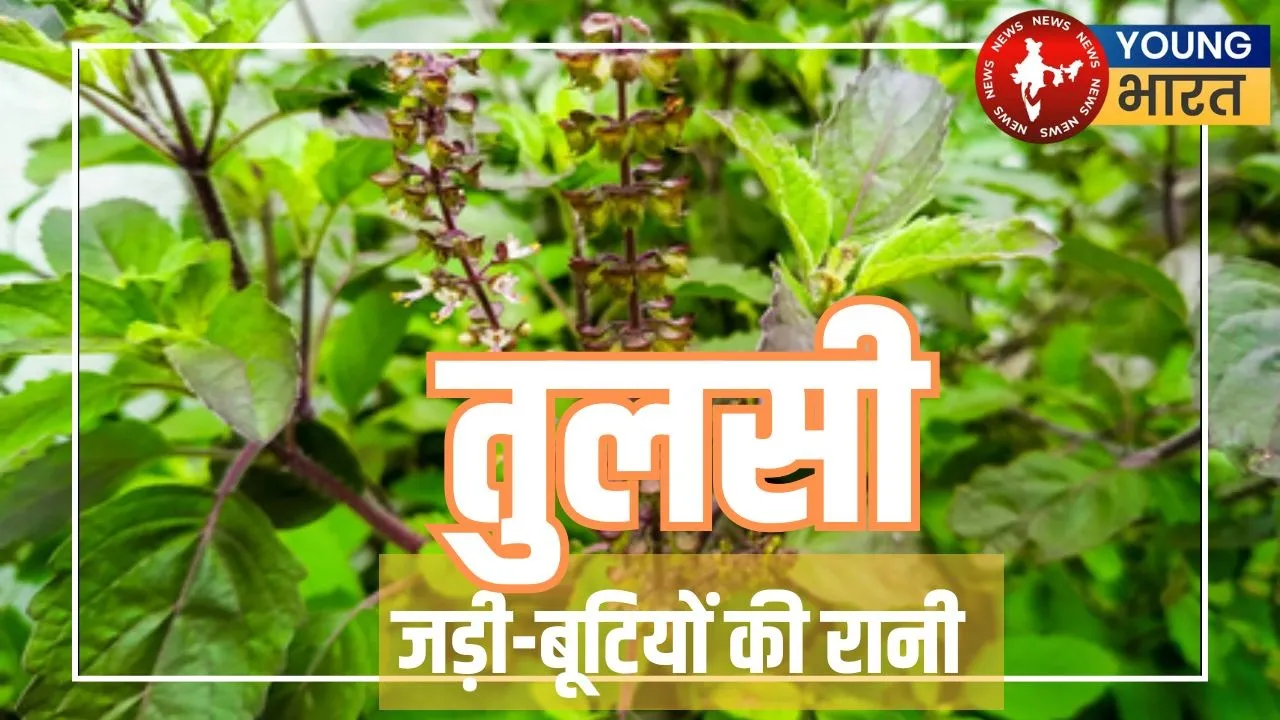 Tulsi