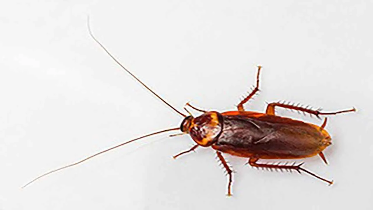 Cockroaches