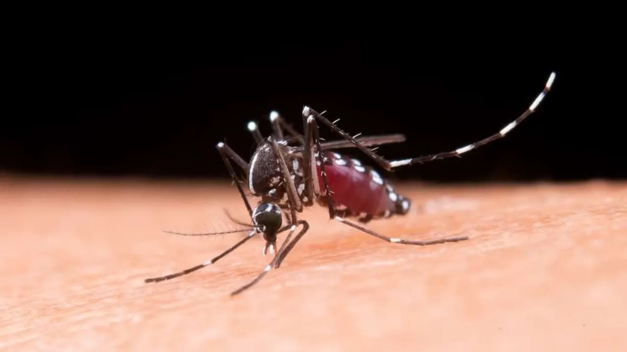Dengue cases
