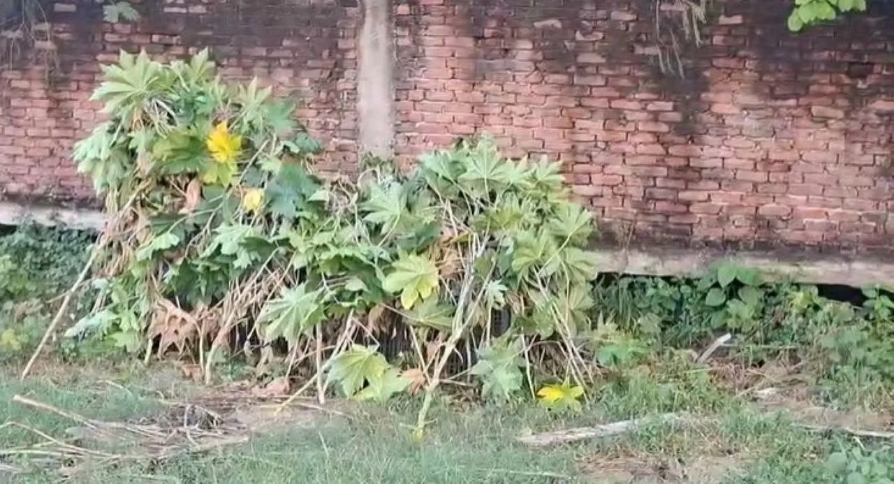 वाईबीएन