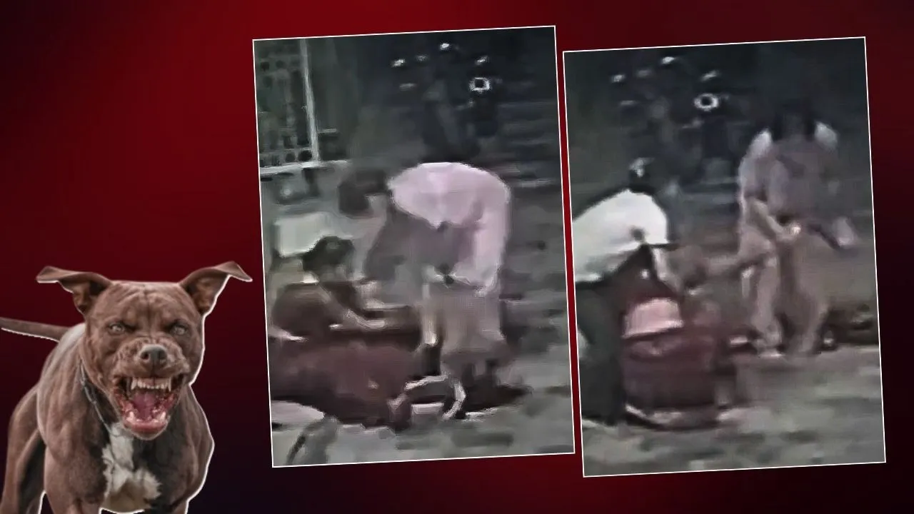pitbull attach women jhansi
