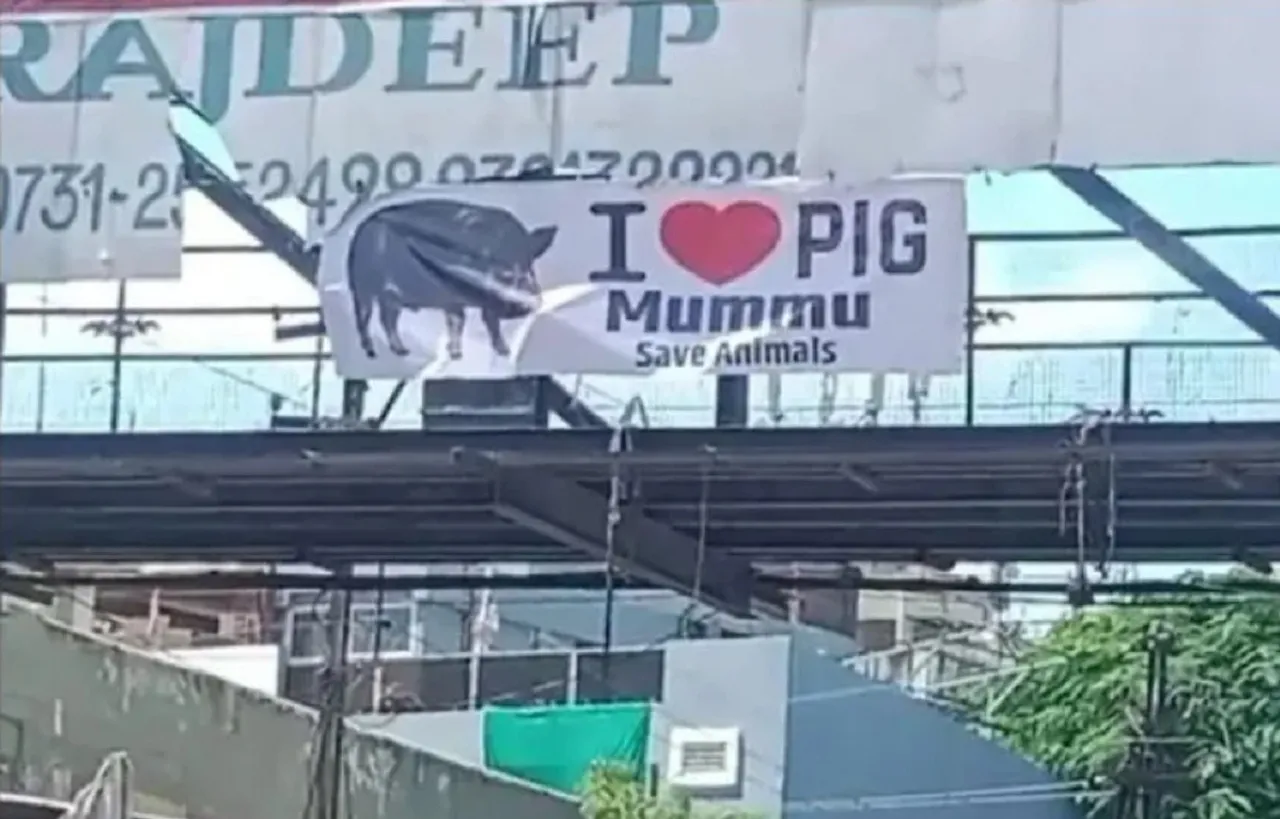 I Love PiG Poster Dispuet