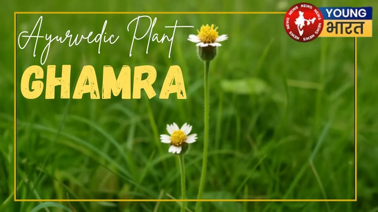 Ghamra Ayurvedic plant