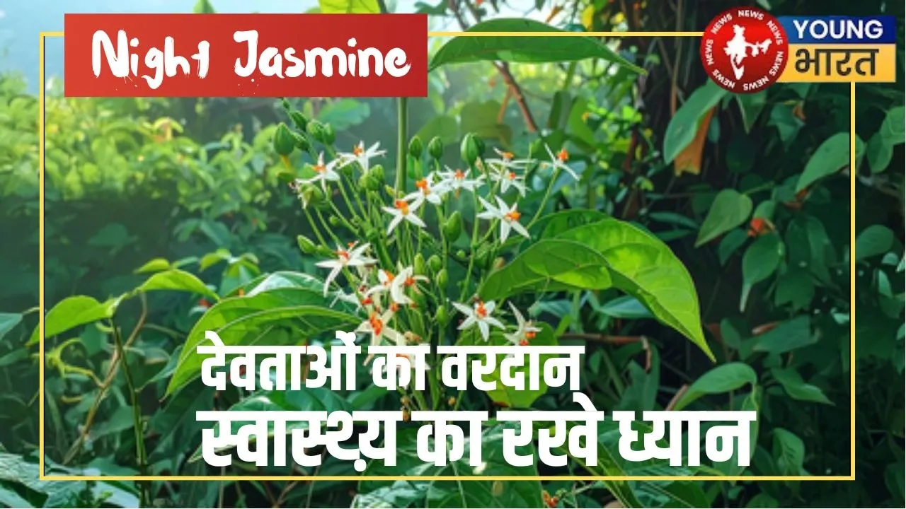 Night Jasmine