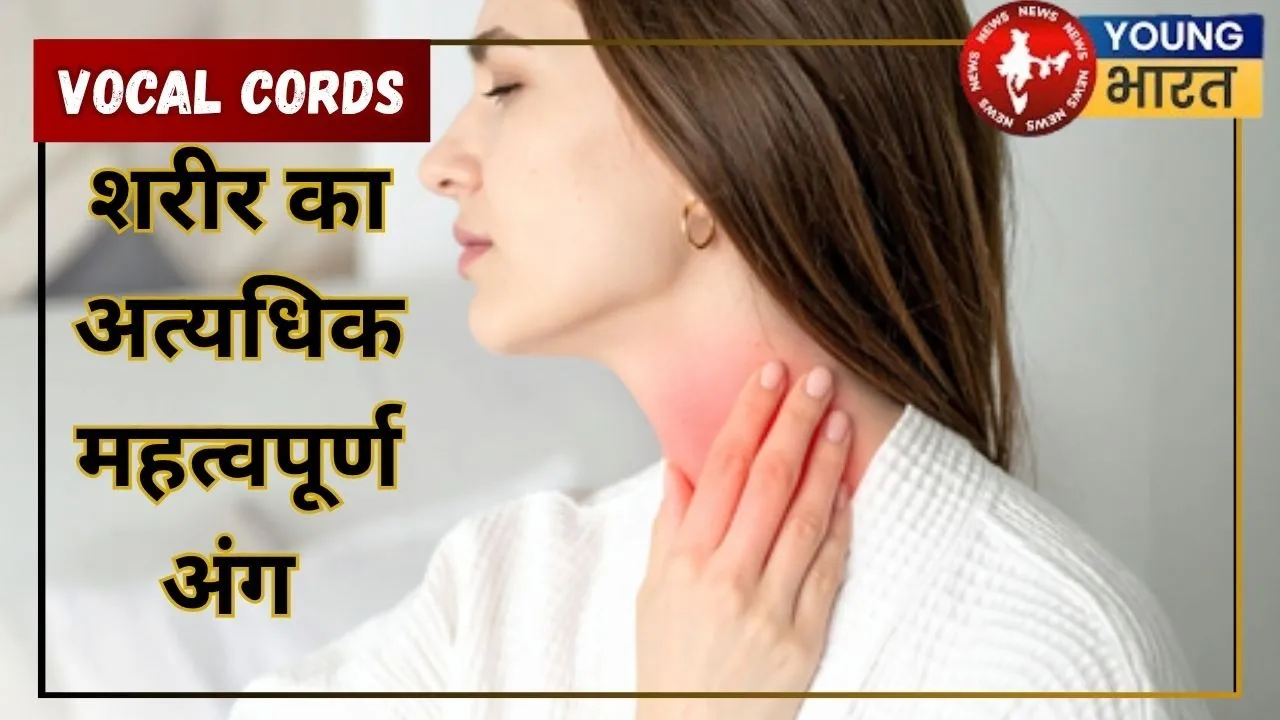 Vocal Cords