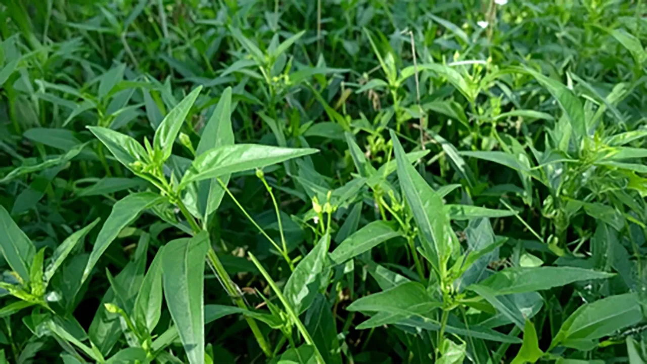 Chirata