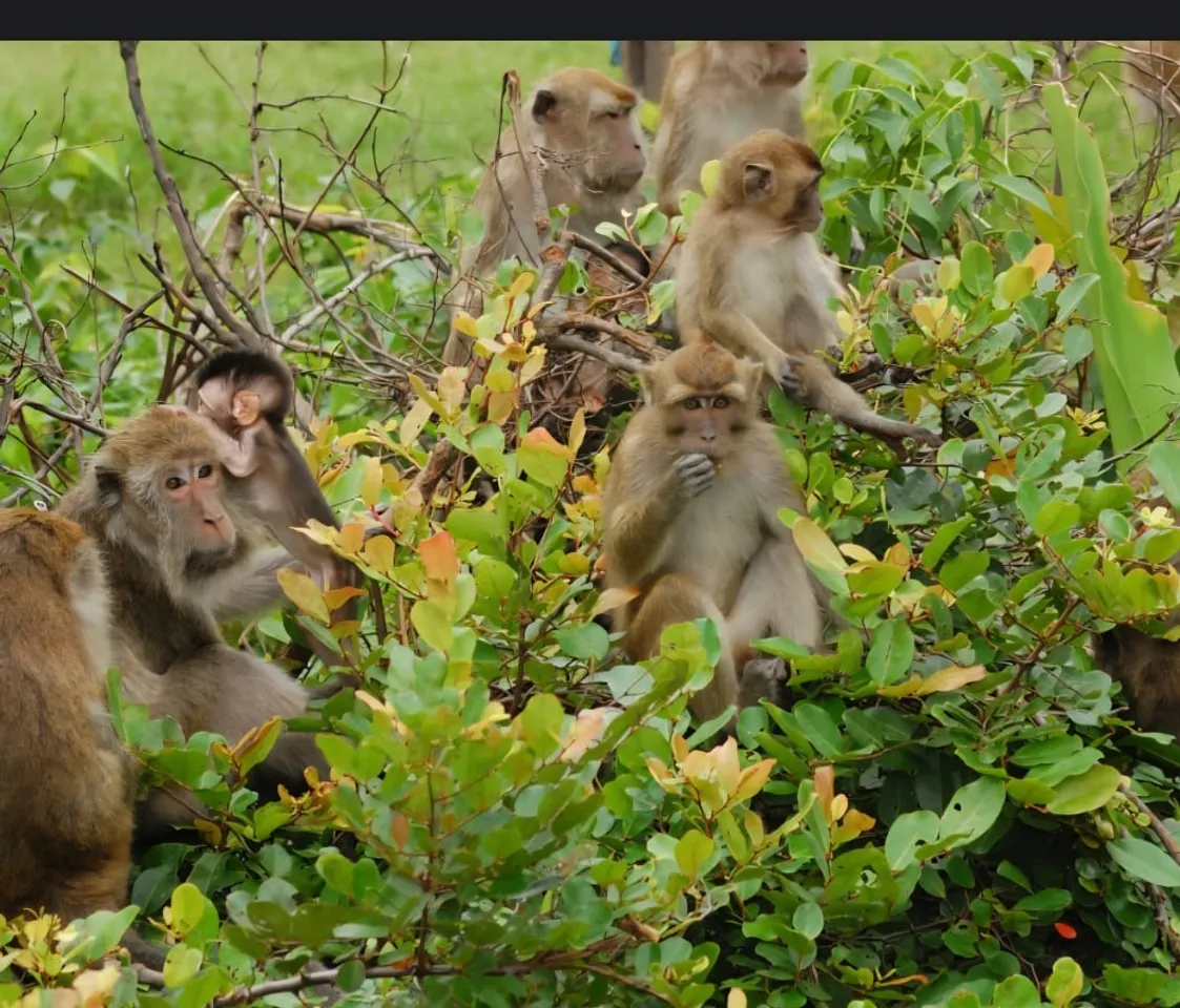 पेड की शाखाओं पर बैठे बंदर