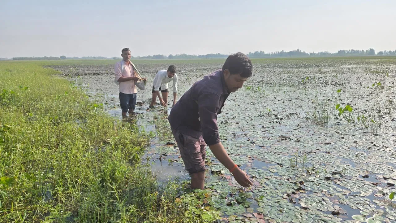 शाहजहांपुर जिले के तहसील सदर के गांव दारापुर चठिया में सिंघाडा तोडते किसान