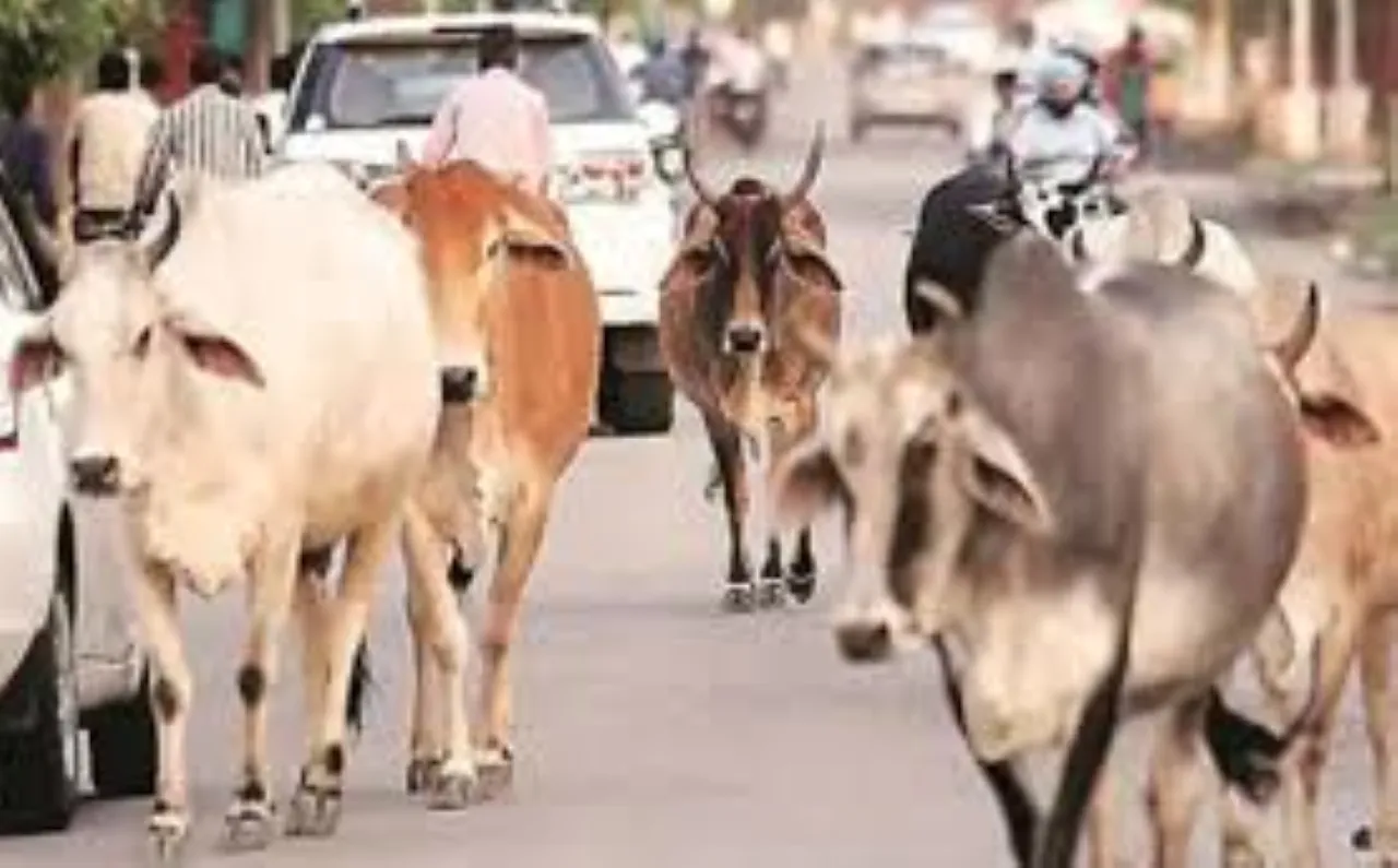 वाईबीएन