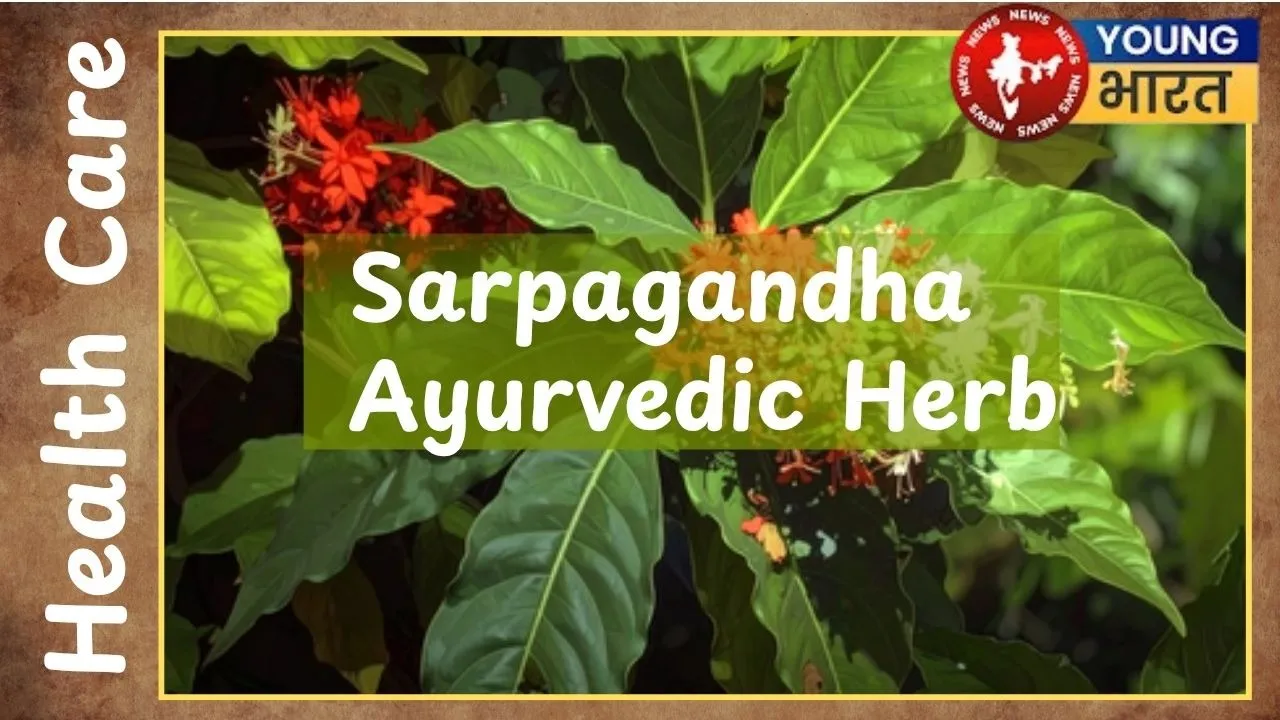 Sarpagandha   Ayurvedic Herb