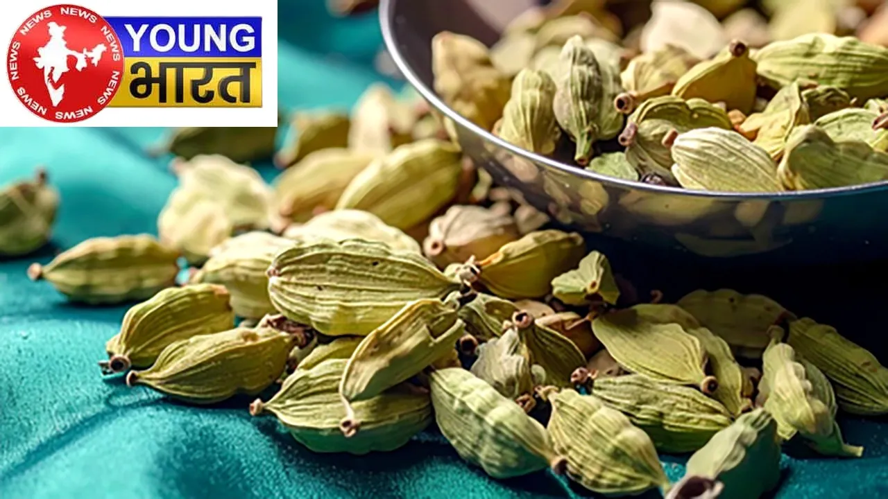 Cardamoms