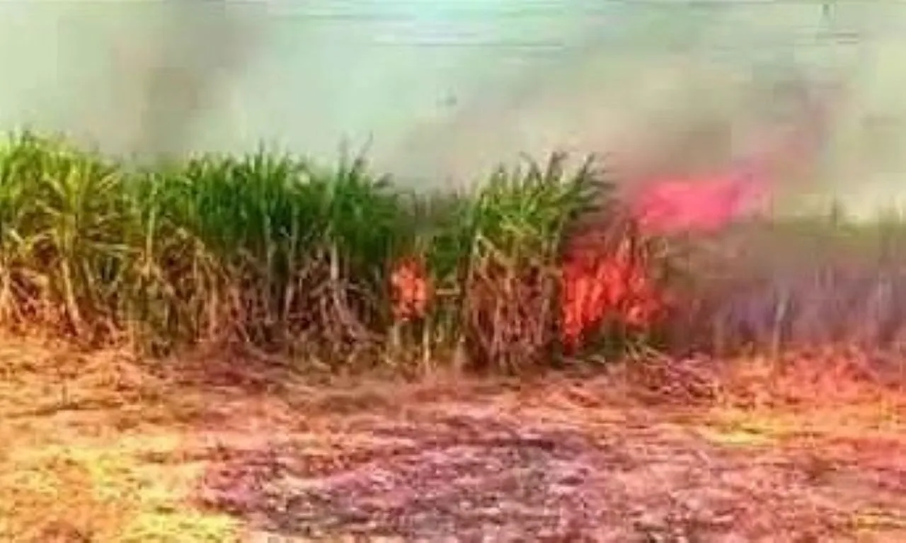 वाईबीएन