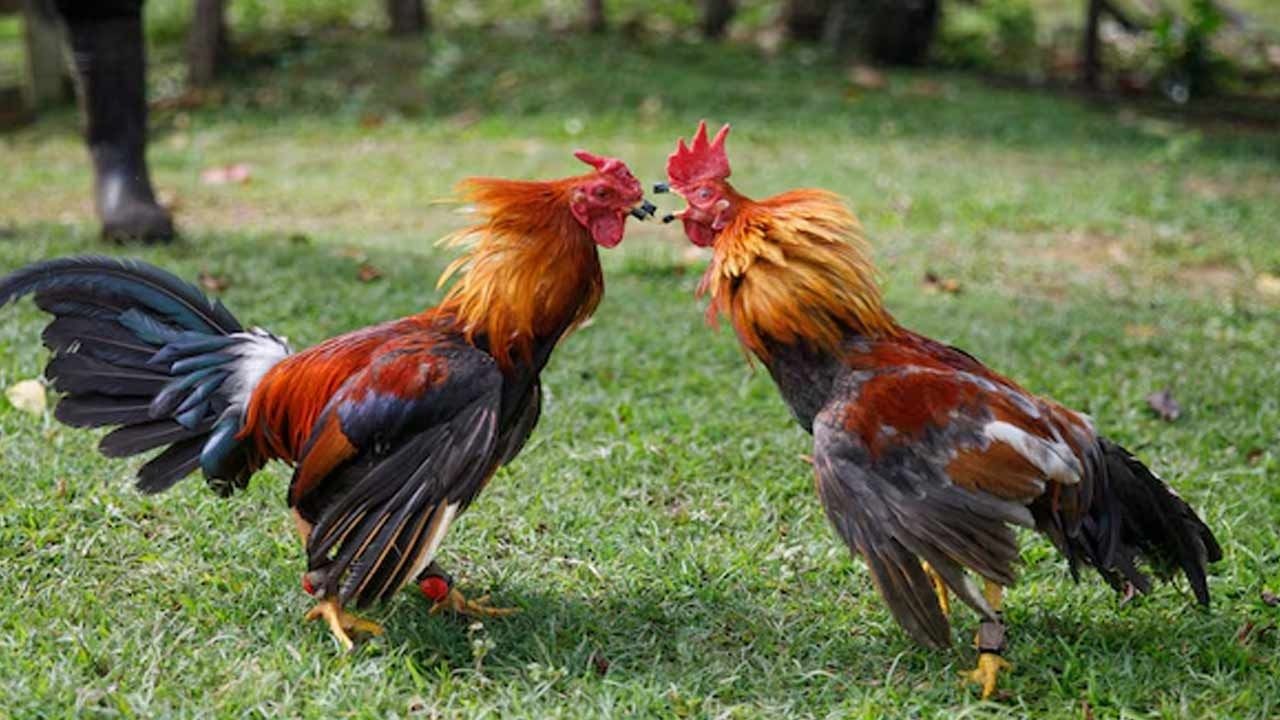 சேவலை வைத்து சூதாட்டம் : 5 பேர் கைது