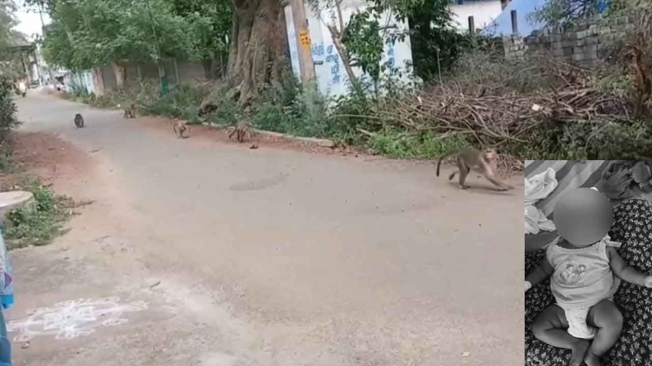 பச்சிளங்குழந்தைகளைக் கடித்துக் குதறிய குரங்குகள்; அச்சத்தில் கிராம மக்கள்!