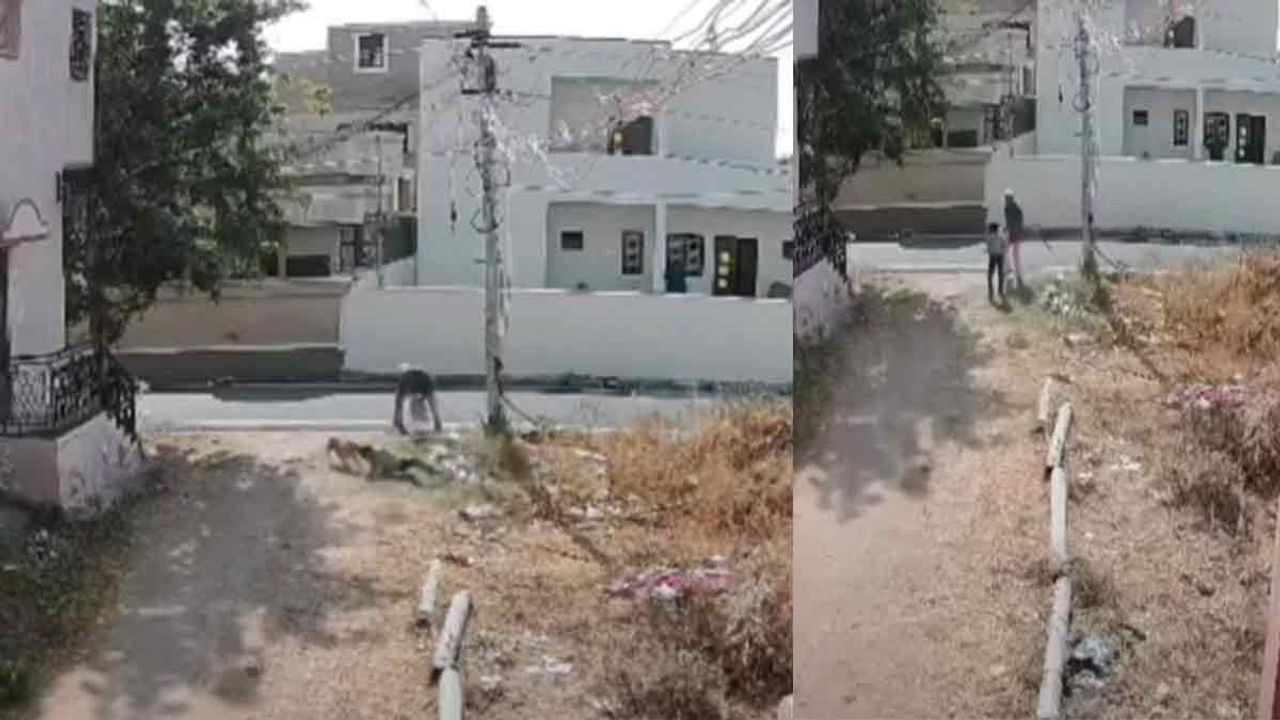 துரத்தித் துரத்தி கடித்த நாய்-சிறுவனுக்கு நேர்ந்த சோகம்