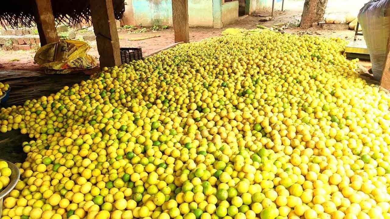 சரிவை நோக்கி எலுமிச்சை-கவலையில் விவசாயிகள்!