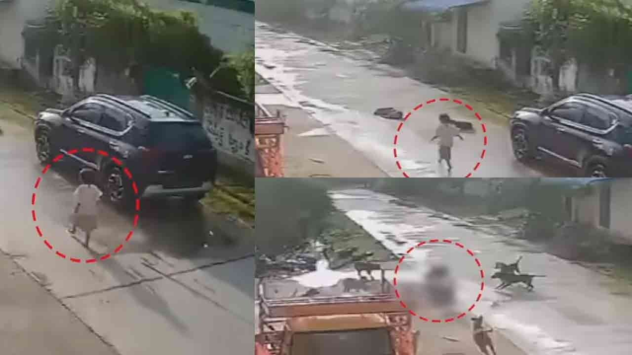 சுற்றி சுற்றி சிறுமியை கடித்துக் குதறிய தெருநாய்கள்- என்றுதான் கிடைக்கும் தீர்வு!