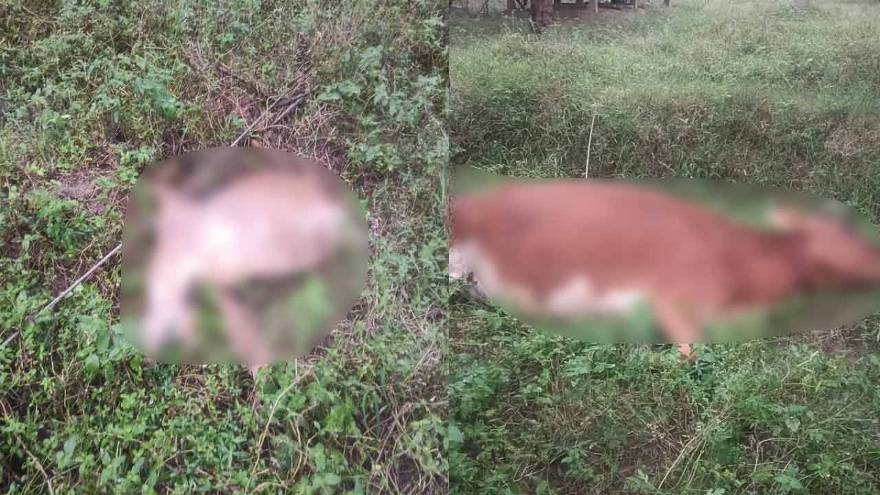 தொடர் மழை; மின்கம்பி அறுந்து விழுந்து ஆடு, மாடுகள் பலி!