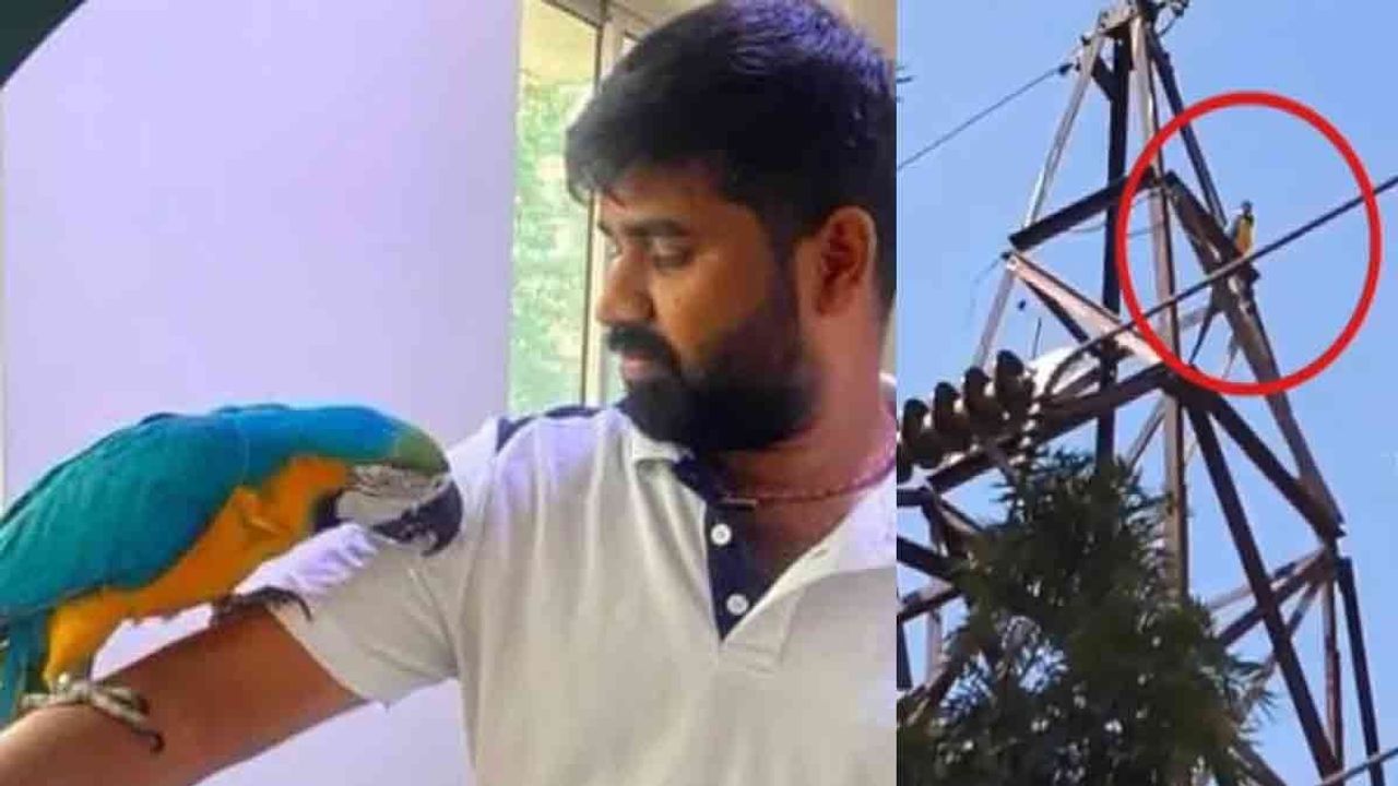 தப்பிய பஞ்சவர்ண கிளி-பிடிக்கச் சென்ற உரிமையாளருக்கு நேர்ந்த சோகம்