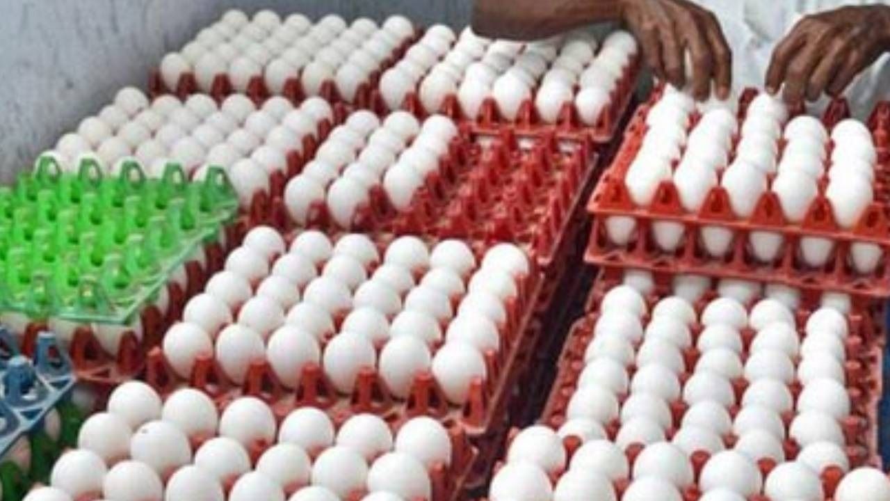 முட்டை விலை மீண்டும் உச்சம்!