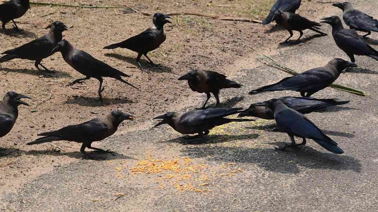 கொத்துக்கொத்தாக இறந்து கிடக்கும் காகங்கள்; அதிர்ச்சியில் உறைந்த பொதுமக்கள்!