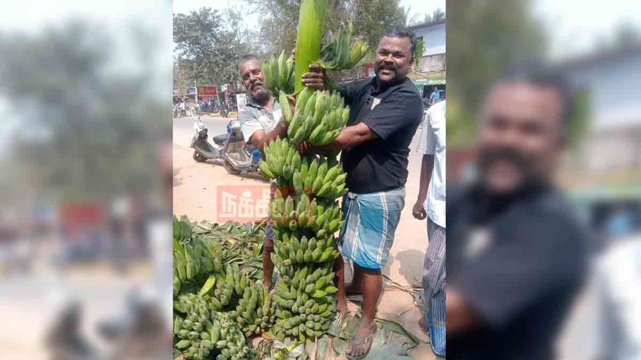 'அடேங்கப்பா... ஆளுயர வாழைத்தார்...'- மகிழ்ந்த விவசாயி