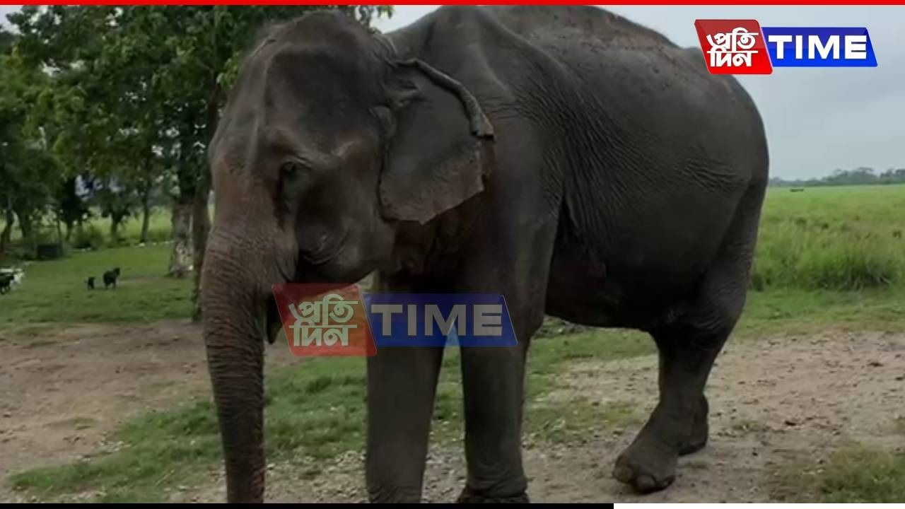 Kaziranga’s Oldest Elephant Mohanmala Breathes Her Last at 85 