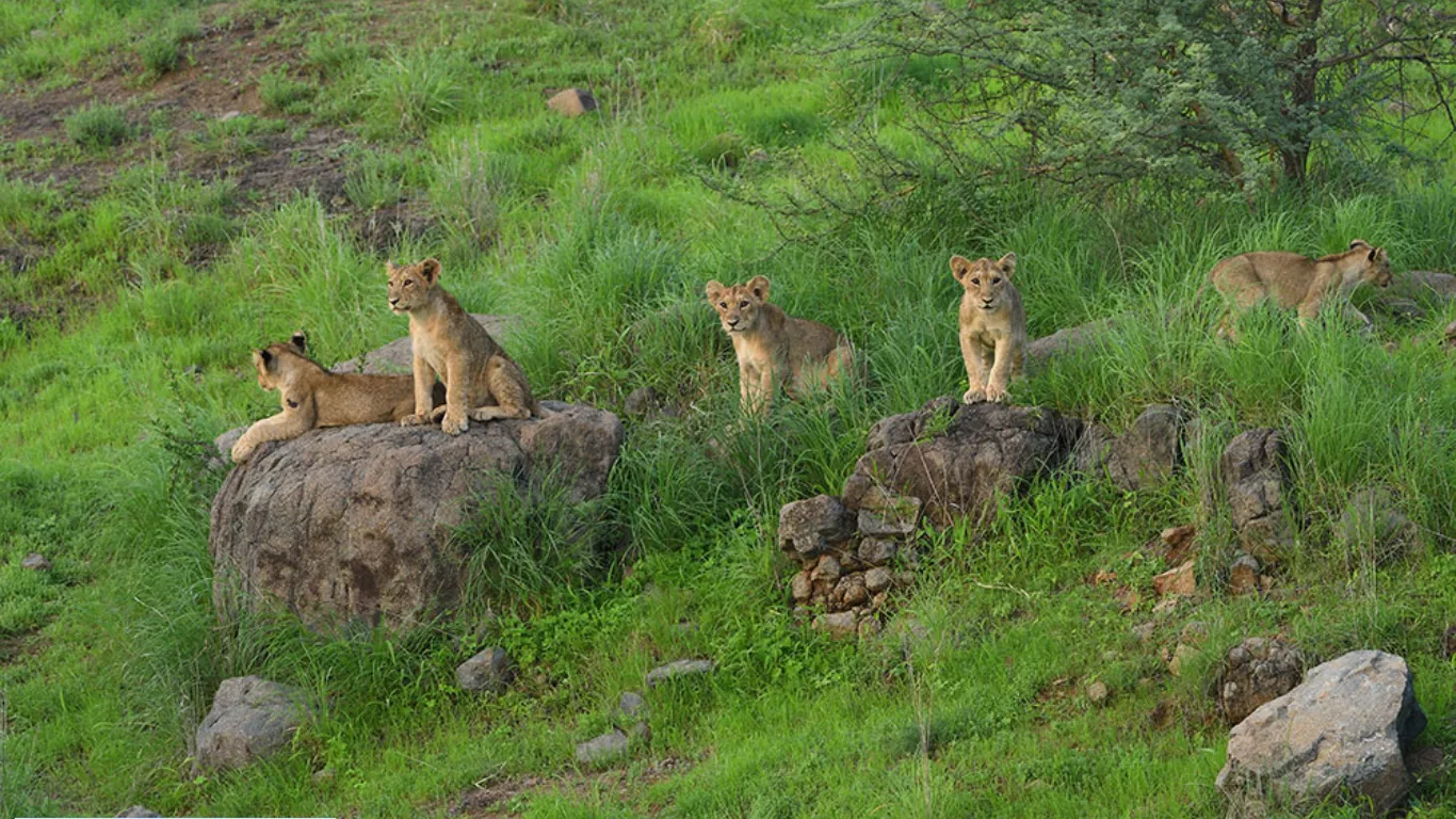 Gir National Park, Gujarat