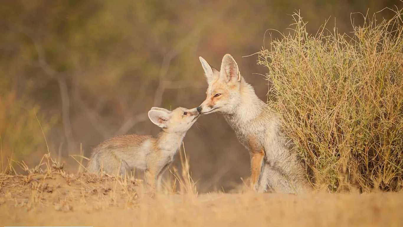 Desert National Park, Rajasthan