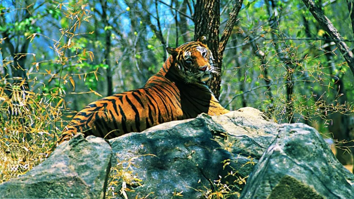 Namdapha National Park, Arunachal Pradesh