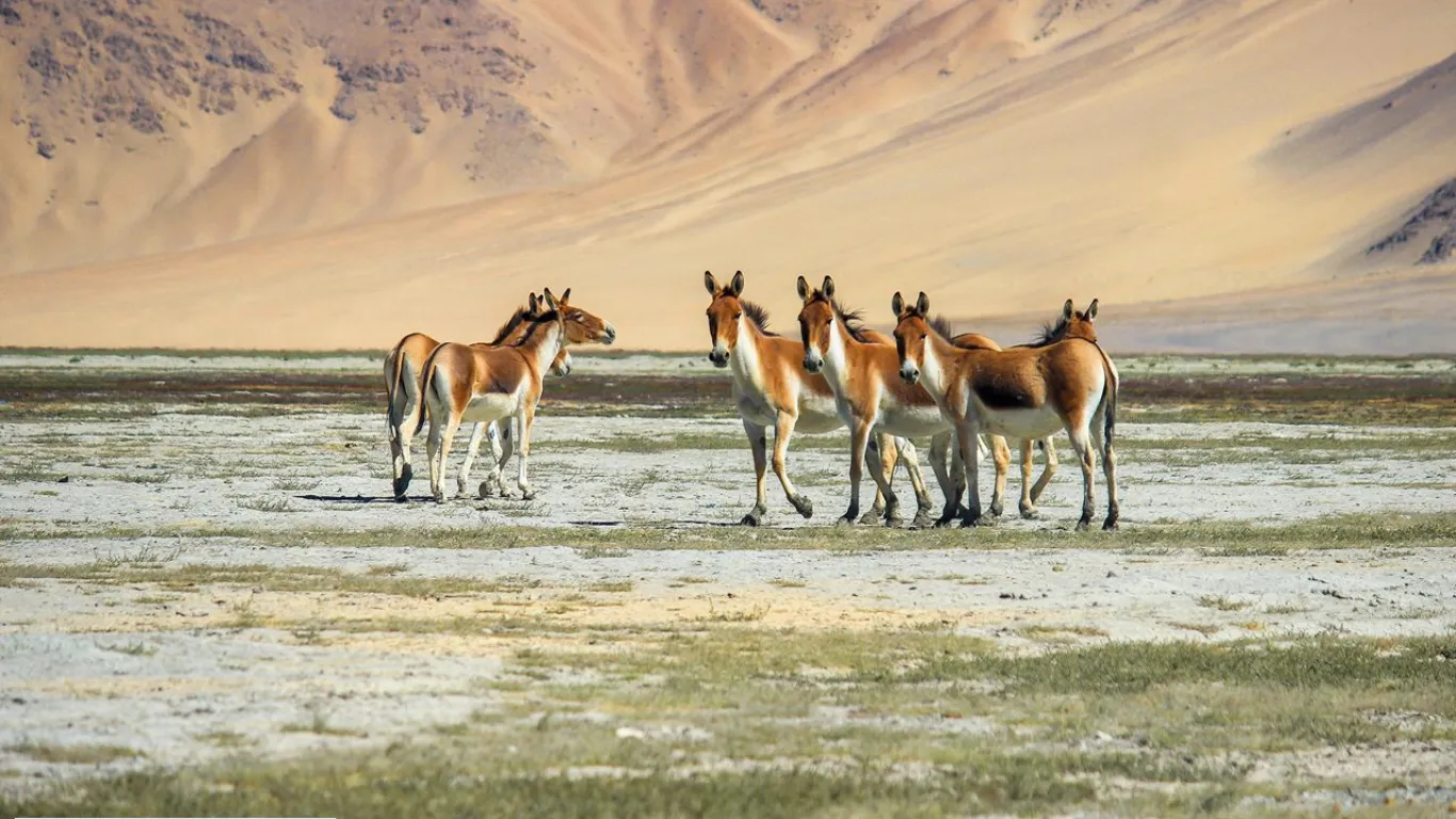 Hemis National Park, Ladakh