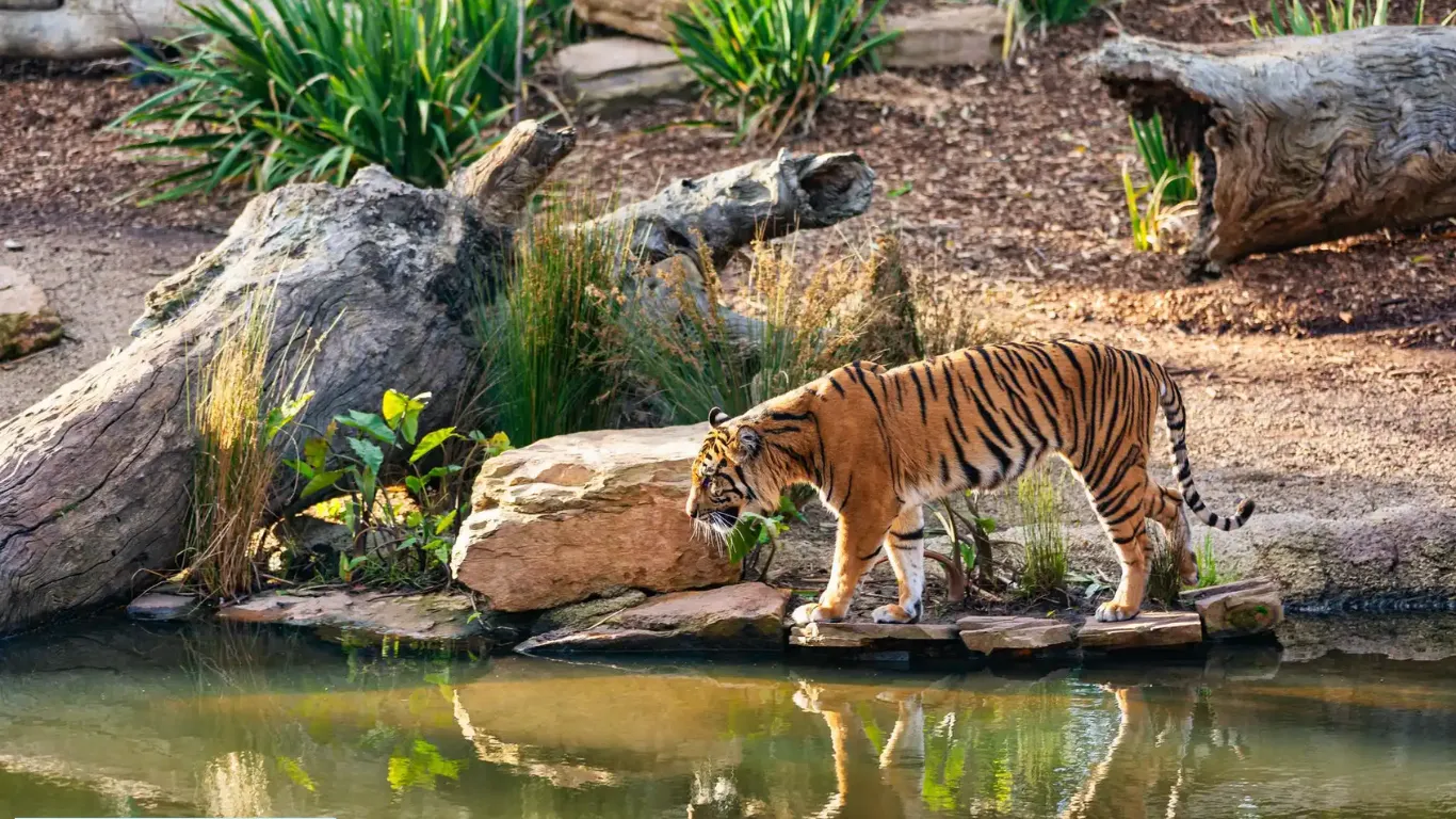  Sundarbans National Park, West Bengal