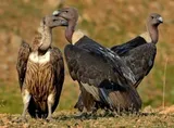 TN, Kerala, Karnataka to join hands for Nilgiri Vulture census
